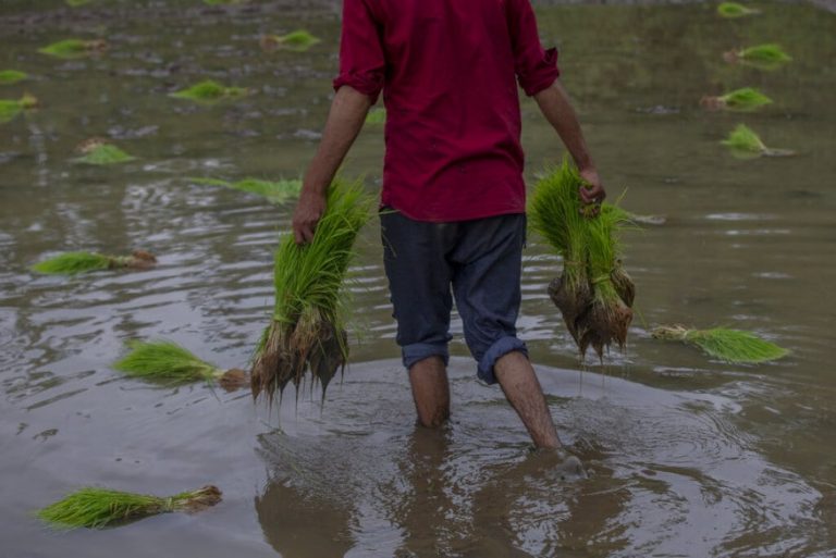 Cross FIRs Lodged as Farmer, Paddy Centre In-charge Fight in UP