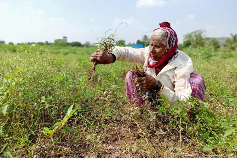 Farmers in Gujarat’s Kutch Earned Lakhs by Cultivating Fruits, Showed Horticulture Reports