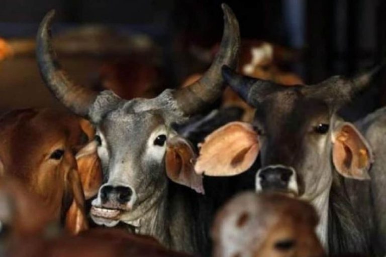 Karnataka Cabinet Passes Anti-cow Slaughter Ordinance, to be Sent to Guv for Approval