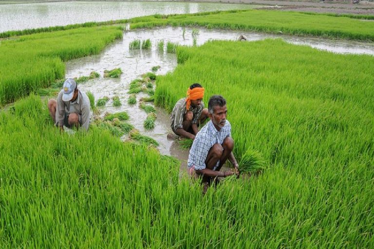 Assured Markets, Tech Upgrade & Higher Income: Why Contract Farming Will be a Win-win Situation for Farmers