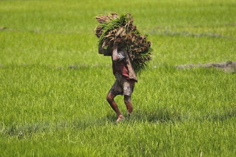 Firm Fined Rs 25,000 Under New Farm Law for Delaying Payment to Farmers in MP’s Jabalpur