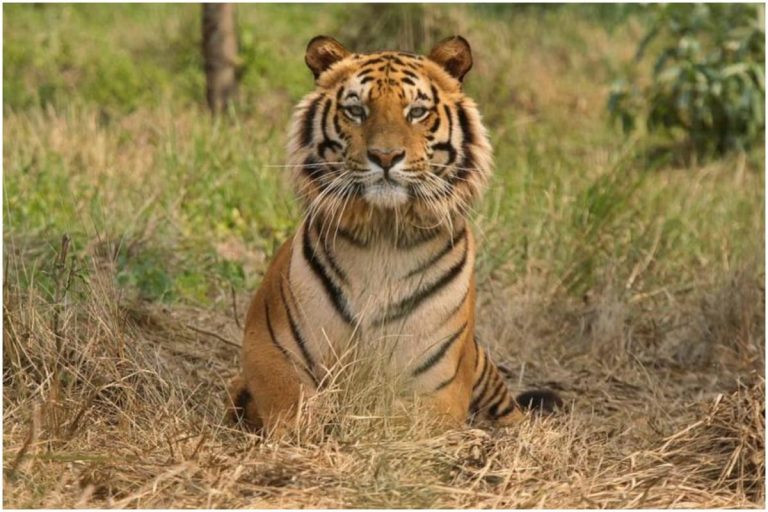 Take Care of Tigress ‘Sundari’, MP CM Chouhan Writes to Odisha’s Patnaik