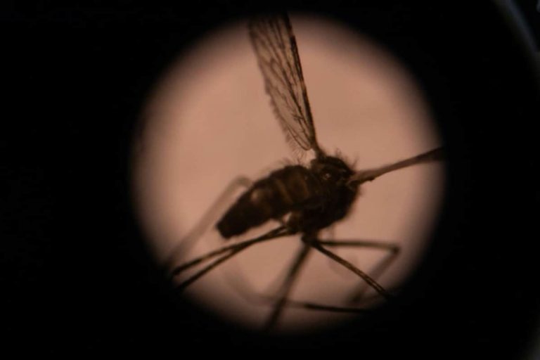 Team Co-led by Indian Scientists Solves 100-year-old Mystery of How Malaria Affects Brain