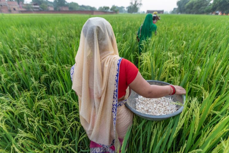 Paddy Procurement Up 22% at 390.79 Lakh Tonne Worth Rs 73K Crore So Far