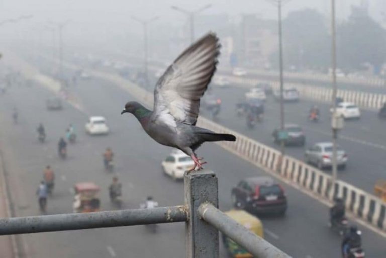 At 3.9 Degree Celsius, Delhi Records Season’s Lowest Minimum Temperature
