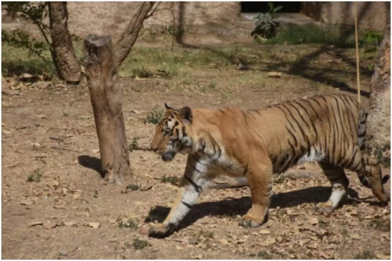 Census in Tiger Reserve Suspended After Elephant Kills Two
