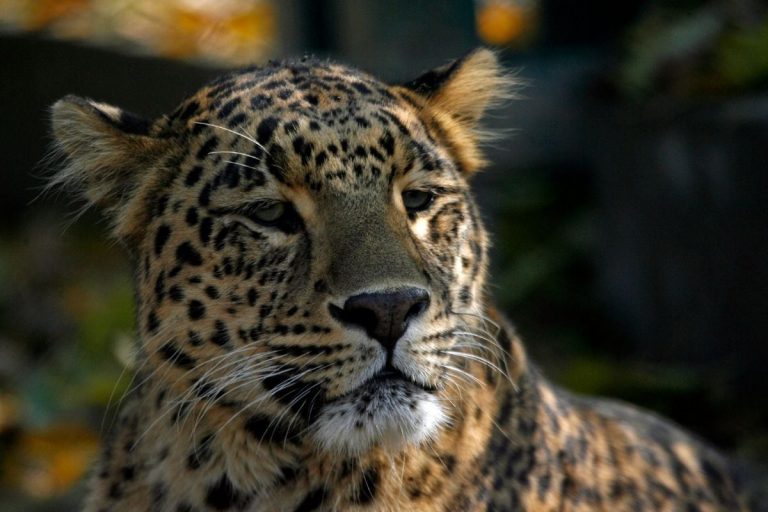 From 8,000 in 2014, India’s Leopard Population Increased to Over 12,000 in 2018: Javadekar