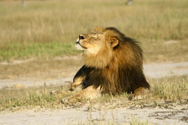 Lion Falls into Well in Gujarat’s Junagadh, Saved with Ropes, Cage After 4 Hours