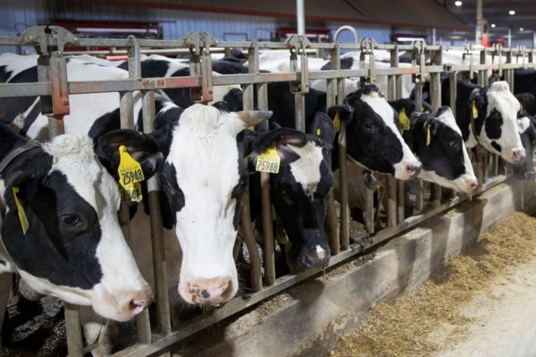 Amul Seeks Removal of Videos Claiming They Are Cruel to Cows; HC Asks Google, Facebook to Respond