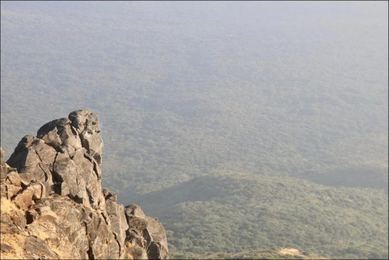 Asiatic Lions Return to Girnar Forest After State Dept Take Up Drive to Restore Wildlife