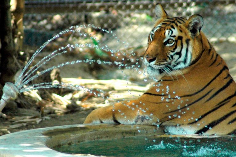 Madhya Pradesh Continues to Report High Tiger Mortality, 26 Feline Dead This Year