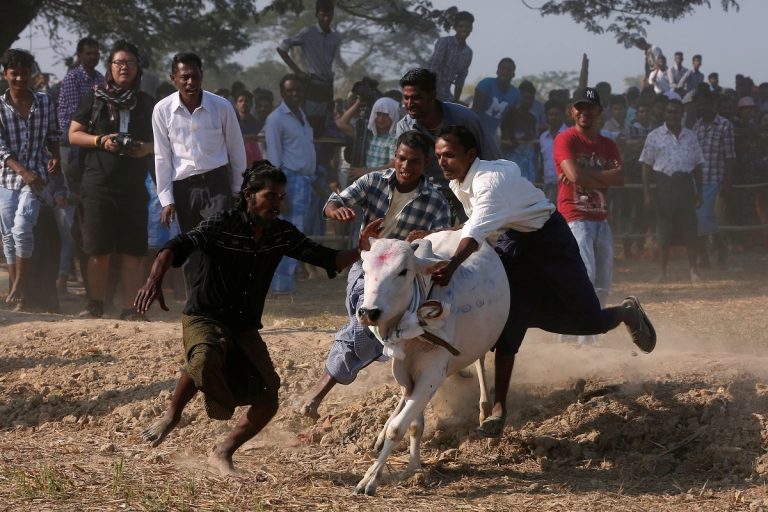 300 Participants, Negative Covid-19 Certificate: Despite Rise in Cases, TN Govt Gives Nod to Jallikattu