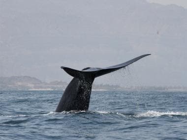 New population of blue whale found in the Indian Ocean, discovered by its unique sound