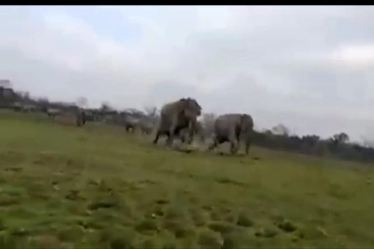 Tourists Narrowly Escape Herd of Elephants Charging at Safari Jeeps at Kaziranga National Park
