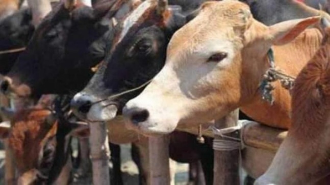 JDS to vote in favour of anti-cow slaughter bill
