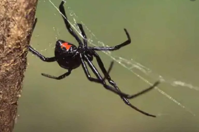Michigan Library Temporarily Closed after Venomous Spiders Started Turning Up