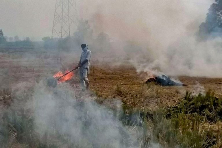 Punjab Witnessed 44.5% Increase in Stubble Burning Incidents in 2020: Centre Tells SC