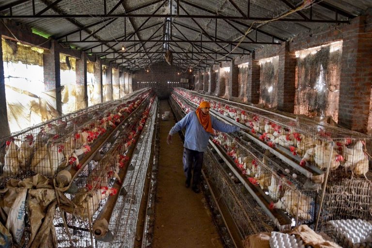 As Russia Detects World’s 1st Case of H5N8 Avian Flu in Humans, Here’s All You Need to Know About the Strain