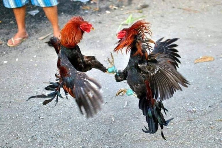 Rooster Fitted With Knife for Cockfight Injures and Kills Telangana Owner While Trying to Escape