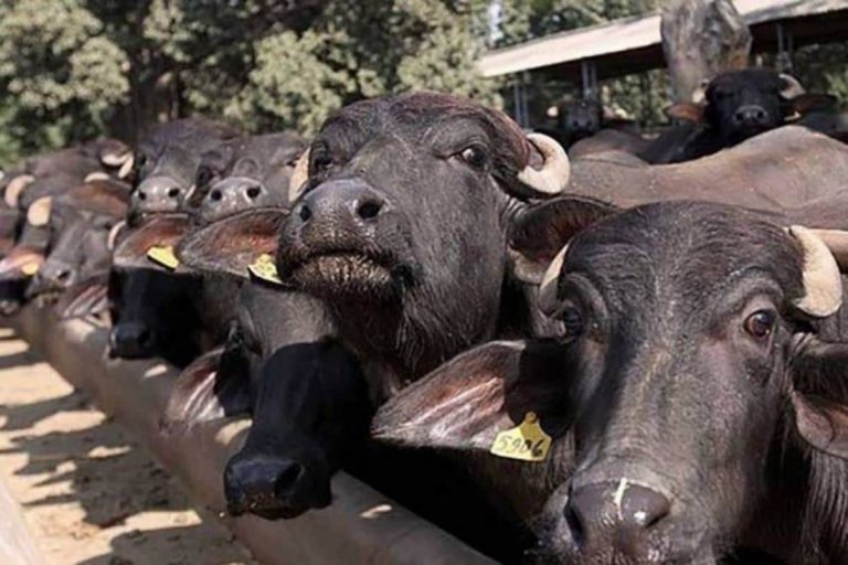 30 Buffaloes Rescued from Truck, 2 Men Held for Animal Cruelty in Greater Noida