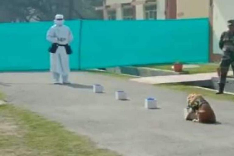 Indian Army Dogs Sniffing out Covid-19 in Troops, Here’s How