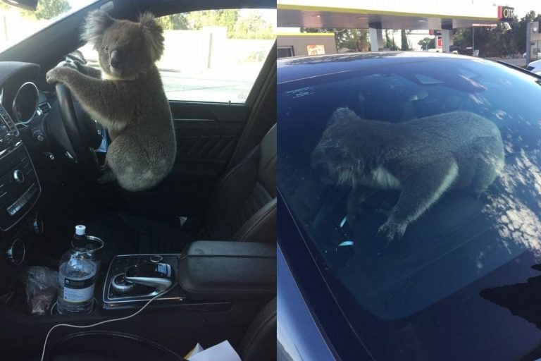 Koala Rescued After Causing Five-Car Collision Trying to Cross Road in Australia