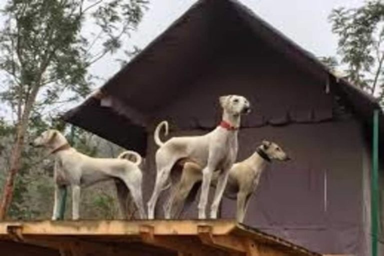 In a First, IAF Inducts Mudhol Hounds from Karnataka to Rule Out Bird-Hits on Runways