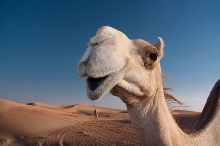 Dubai Man Steals Baby Camel to Gift to His Girlfriend, Arrested