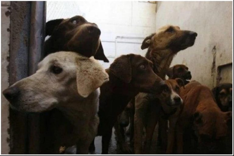 Over 200 Stray Dogs Found Dead in Three Days in Bengal Town Triggering Panic