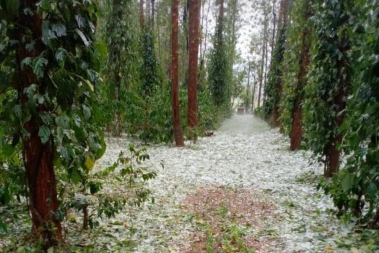Unseasonal Heavy Hailstorm Witnessed in Kodagu District of Karnataka, Farmers Fear Crop Damage