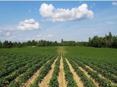 Union Budget 2021: Business-as-usual for agriculture when a change in orientation was much-needed