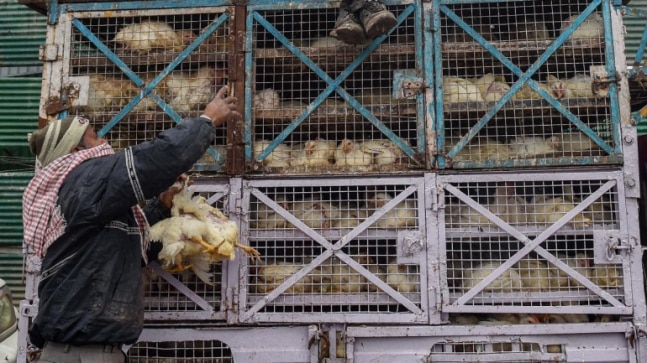 Bird flu: Maharashtra sees a decline in daily mortality rate among birds