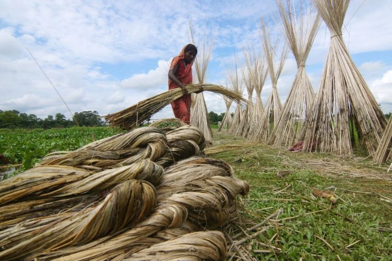 Gift for Bengal Ahead of Elections? Modi Cabinet Likely to Raise MSP for Jute, Say Sources