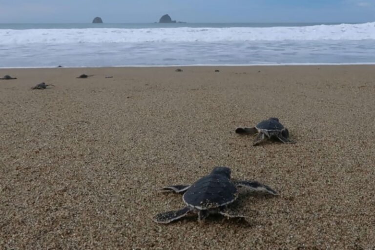 Number of Olive Ridley Turtle Mortality Declines in Odisha This Year: Official