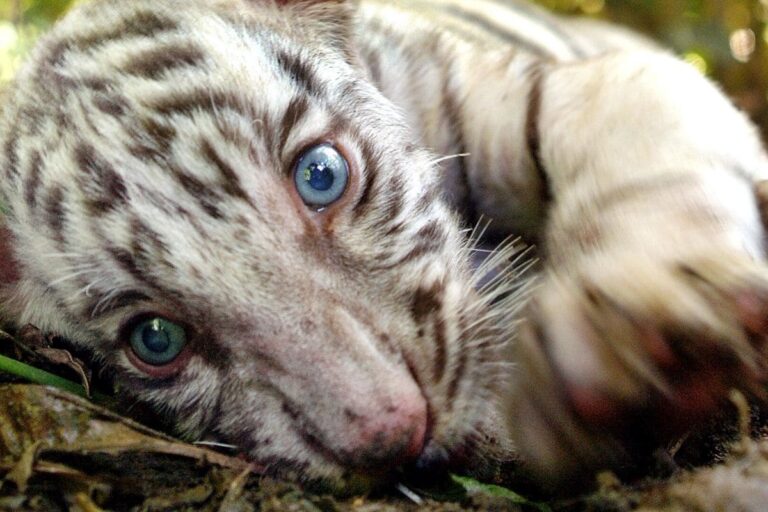 Tigress Avni’s Offspring Dies 8 Days After Release into Wild in Maharashtra’s Nagpur