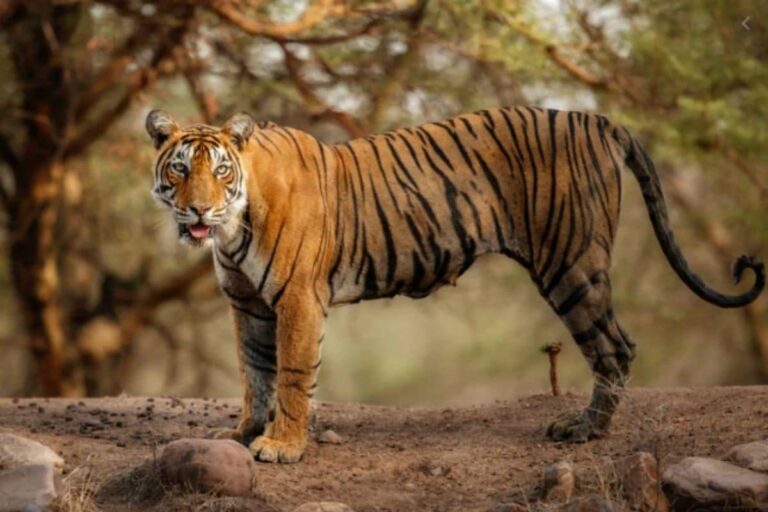 Six Tigers at Ranthambore National Park in Rajasthan Missing Since a Year