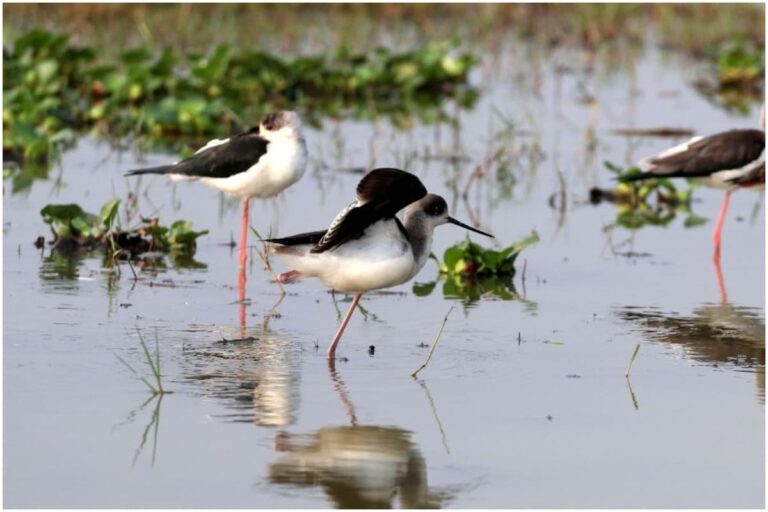 Once Infamous For Poaching, An Odisha Village Is Leading Example of Bird Conservation