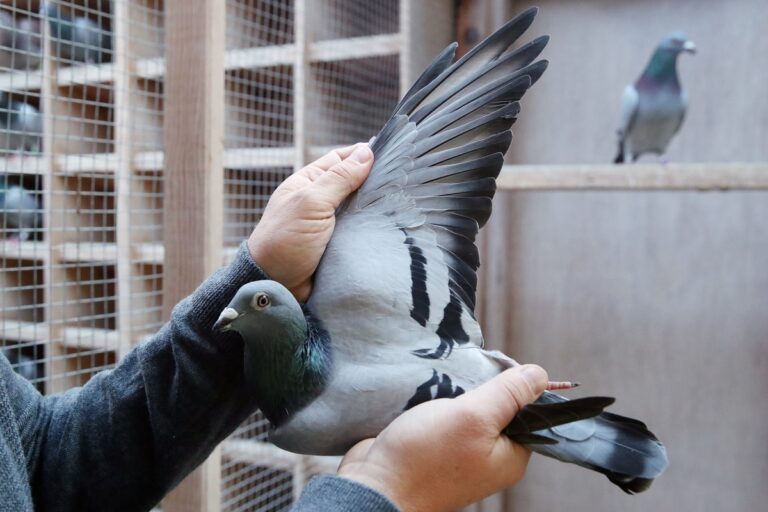 Amritsar Police File FIR Against ‘Suspicious’ Pigeon Near Pakistan Border, White Paper Recovered