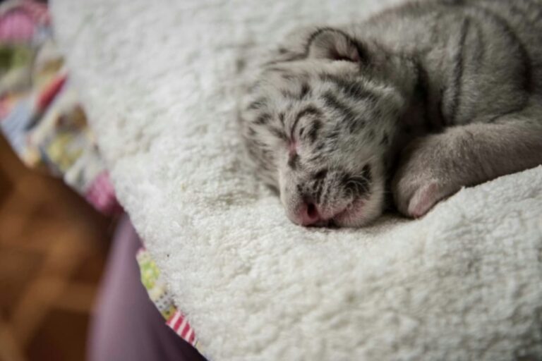 Two White Tiger Cubs Born in Aurangabad’s Siddharth Zoo, Say Officials