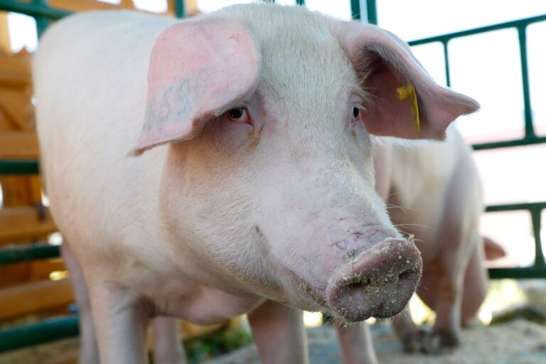 87 Pigs Die in Mizoram Village Near Bangladesh Border, Panic Over African Swine Fever Suspicion