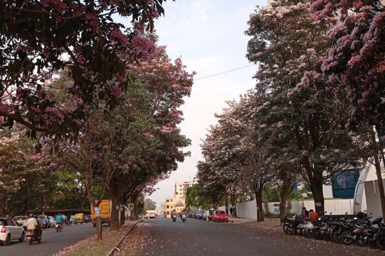 Explainer: Bengaluru Is Burning! Are We The Actual Reason For This Climate Change?