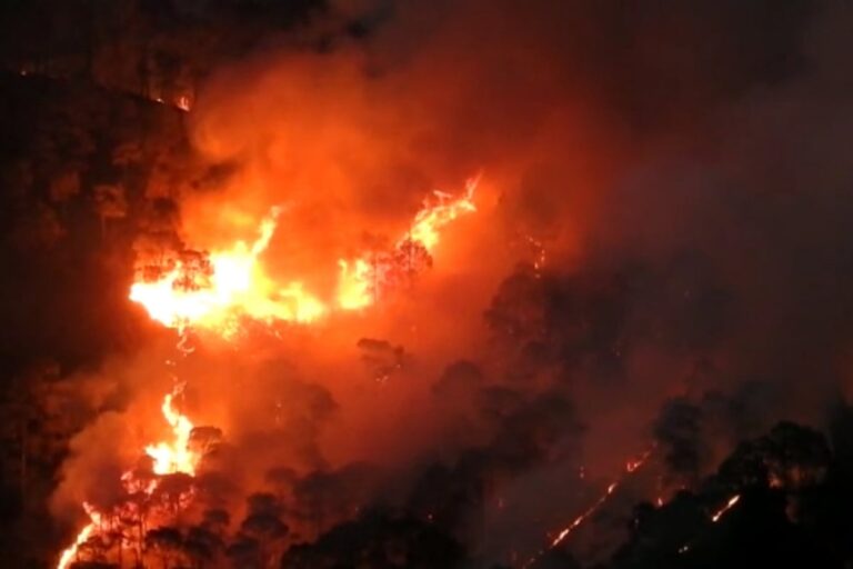 Uttarakhand Loses Over 1,240 Hectares of Land This Year as Forest Fires Wreak Havoc