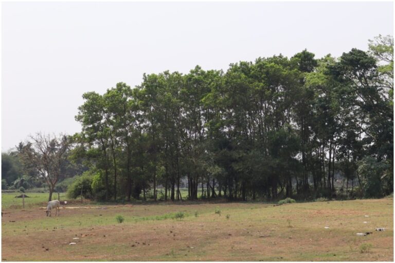Villages in Odisha Grow Mini Forests Over 50 Acres to Fight Climate Change