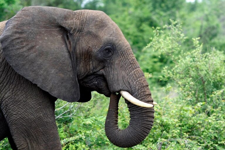 Lightning Strike May Have Killed 18 Wild Elephants in Assam