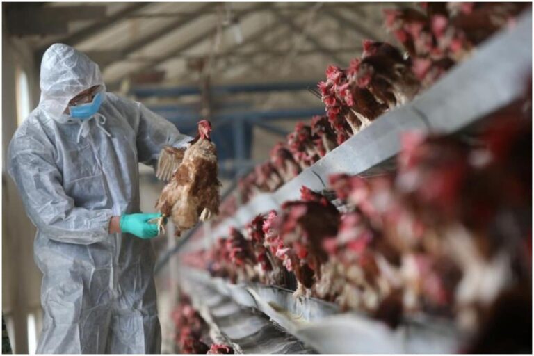 Bird Flu Detected at Poultry Farm in Ludhiana, Committee to Oversee Culling