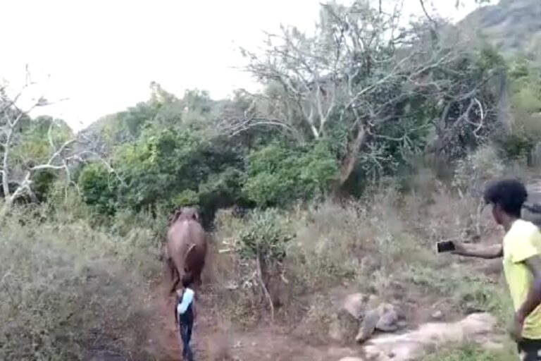 C’garh: Woman Trampled to Death by Wild Elephant in Mahasamund