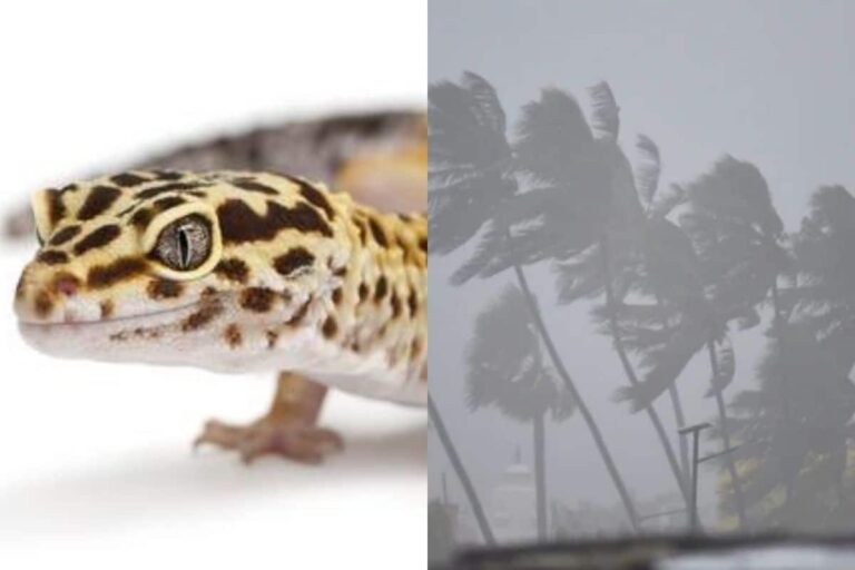 Cyclone Tauktae Named After a Lizard? Check Which Country Named the Storm This Time