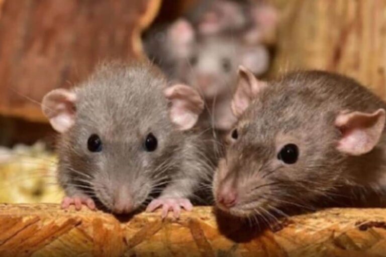 Rats Nibble Newborn’s Feet in Indore Hospital; Probe Ordered