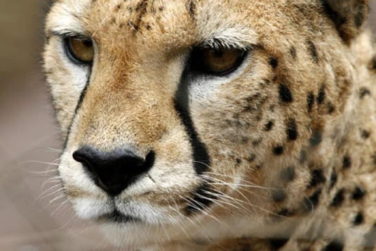 Cheetah to be Re-introduced in India from Africa in November, Says Madhya Pradesh Govt
