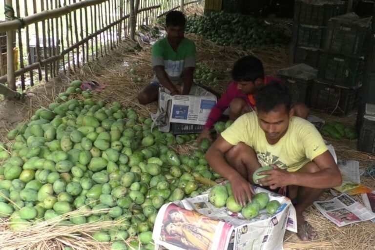 For Farmers in Bengal’s Malda, Bumper Mango Crop Bears No Fruit as Lockdown, Cyclone Wreak Havoc